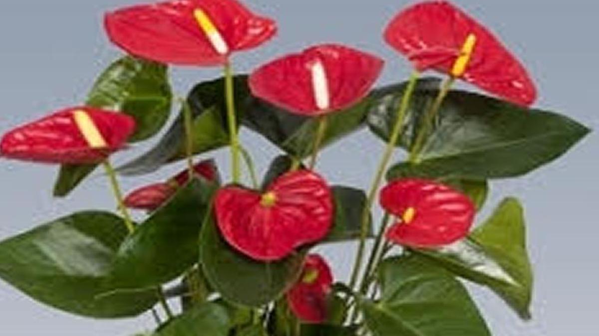 A well-grown Anthurium is a house plant delight.