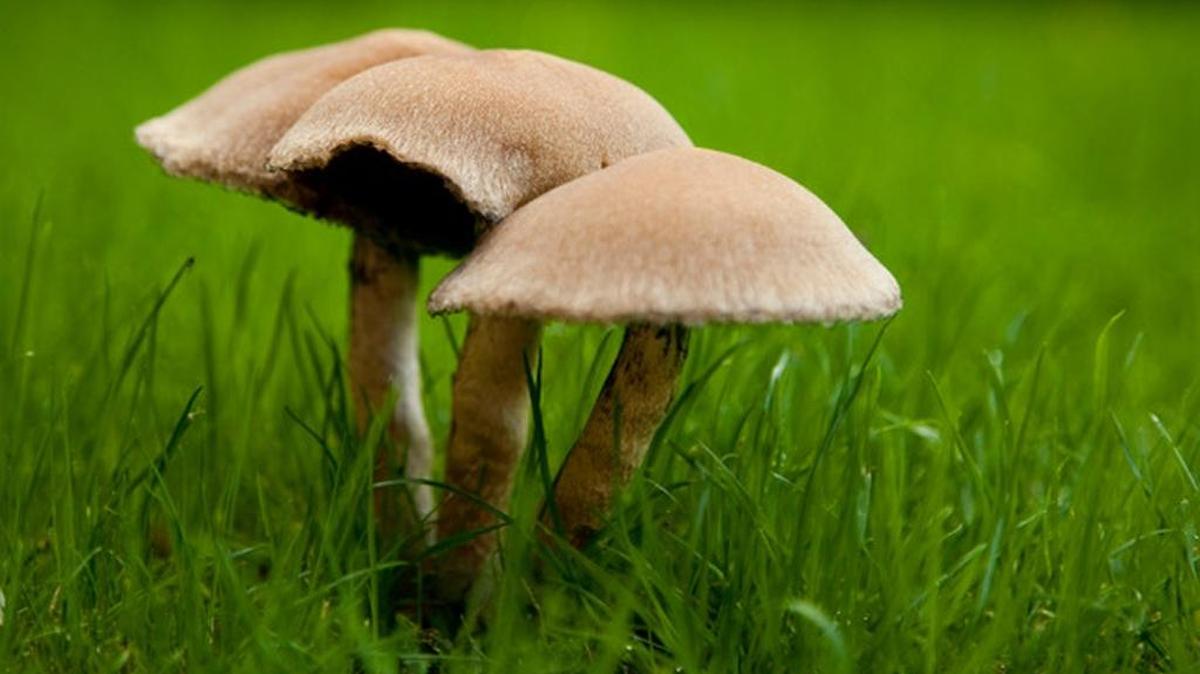 Lawn intruders may appear overnight.