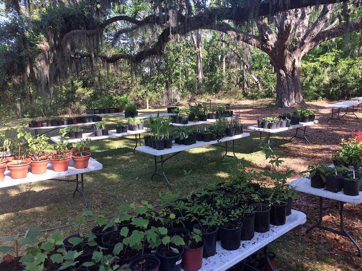 A file photo from the Coastal Discovery Museum’s native plant sale.