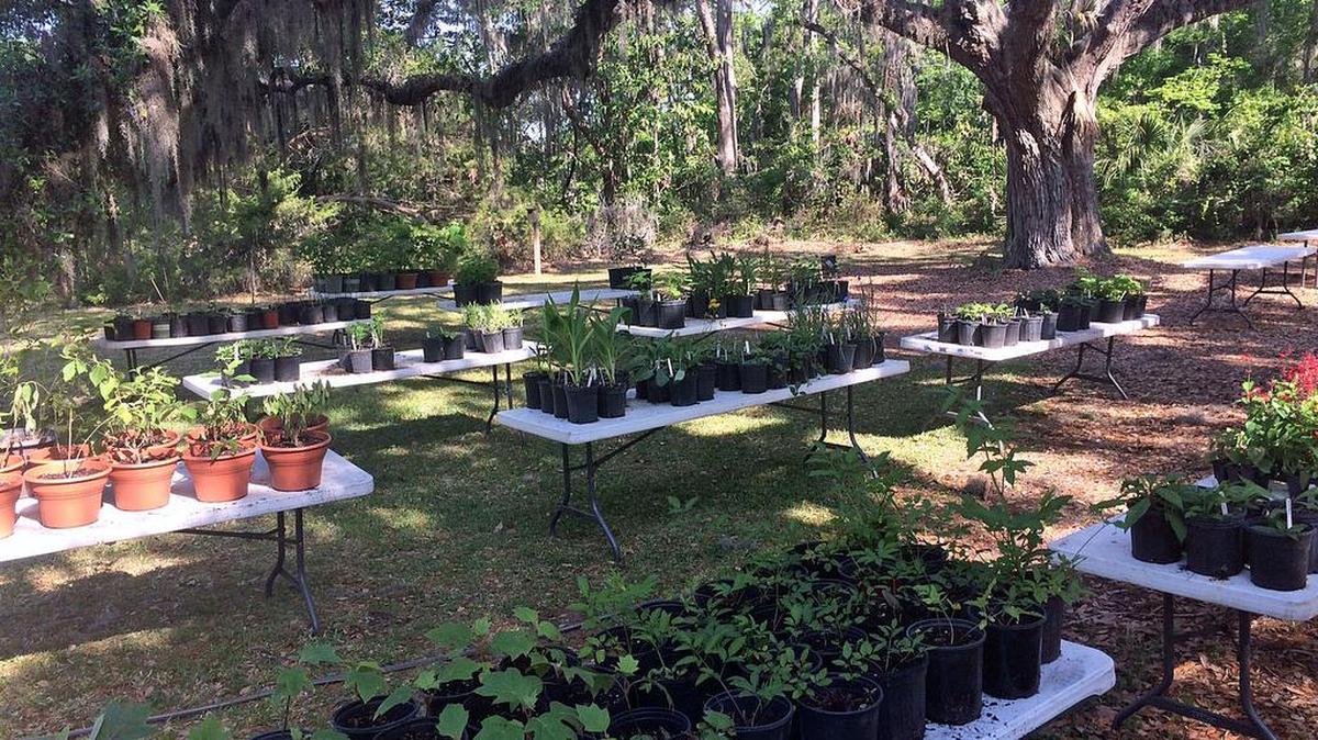 The Coastal Discovery Museum will host its first Native Plant Sale from 10 a.m. to 2 p.m. Saturday.