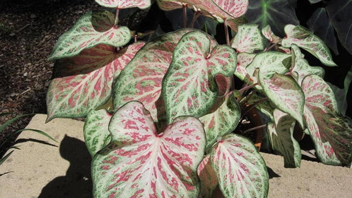 Gardening Q&A: What should I NOT plant in Beaufort County?