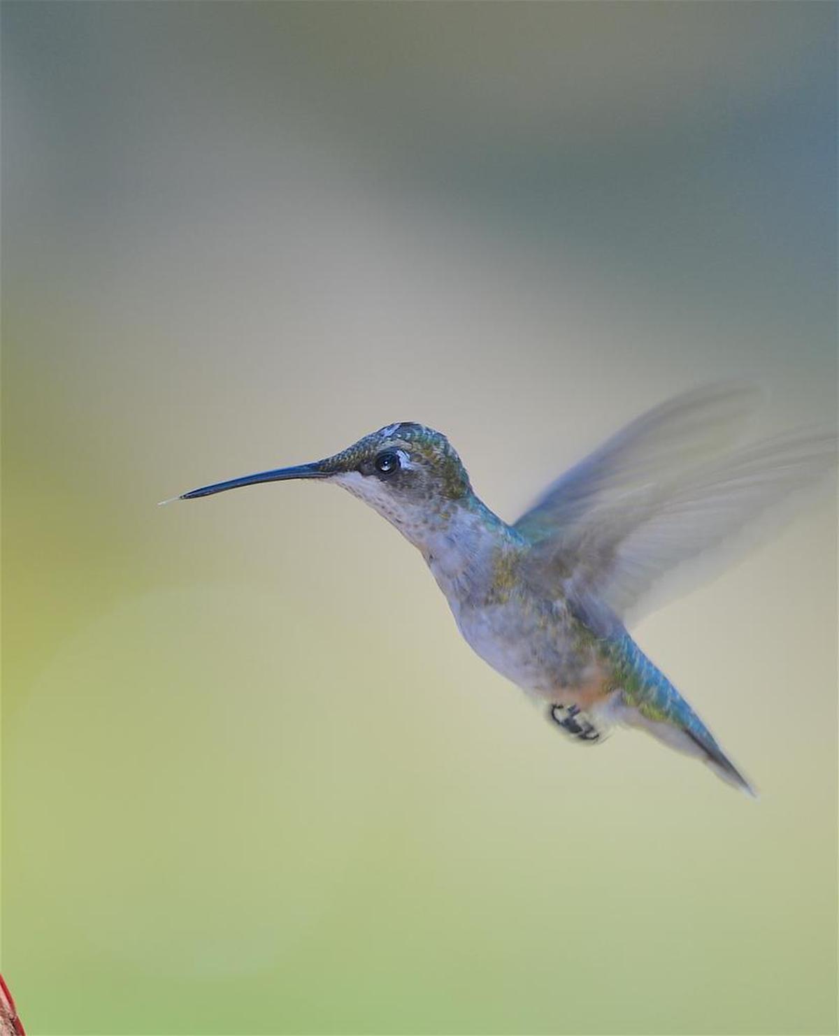 Hilton Head Island resident Alan Biggs took this photo of a hummingbird approaching a nectar feeder at his home.