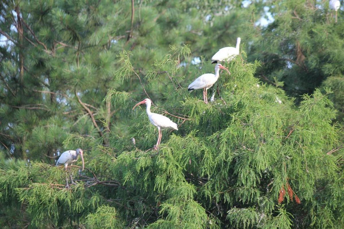 Sun City Hilton Head resident Bill Box took this photo of Ibises stair-stepped in a tree at Port Royal's Cypress Wetlands in 2016.