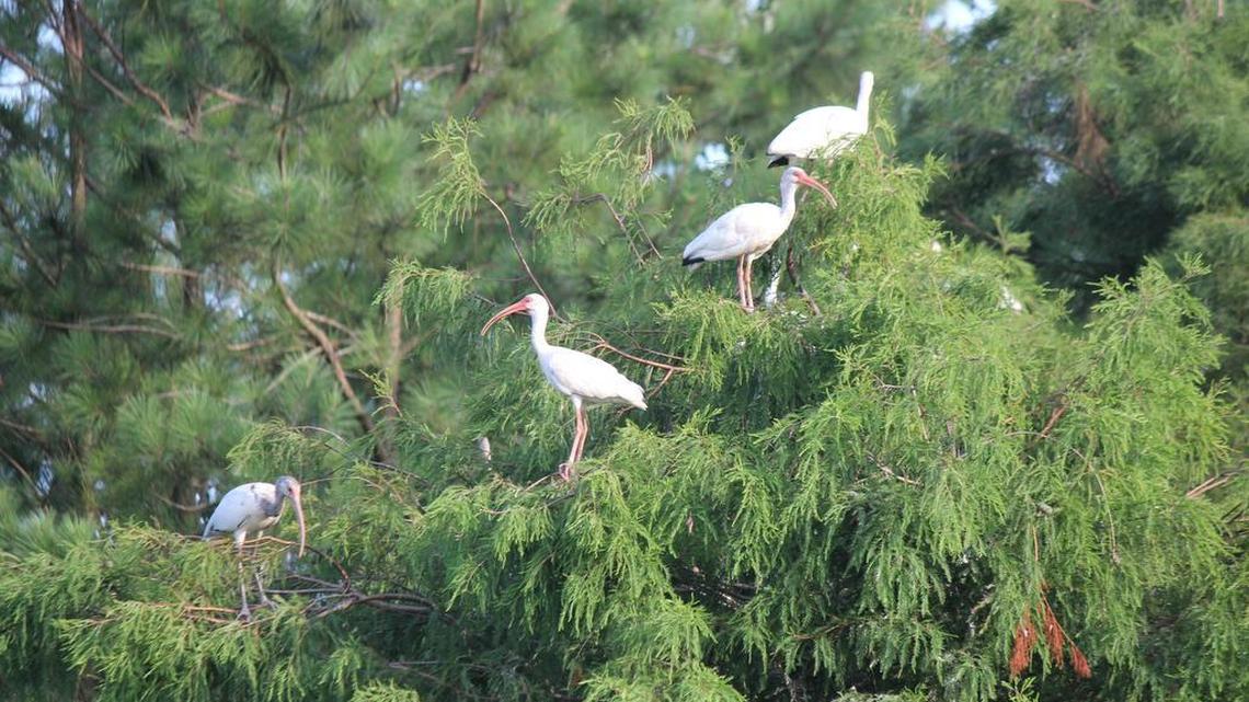 Port Royal will celebrate a birthday Saturday. A little birdie says you’re invited
