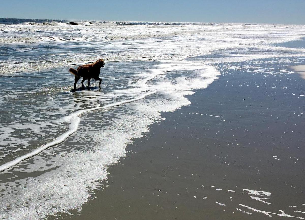 Hilton Head Island resident Skip Jacobsen took this photo of his dog Fred wading in the surf on Hilton Head in 2016.