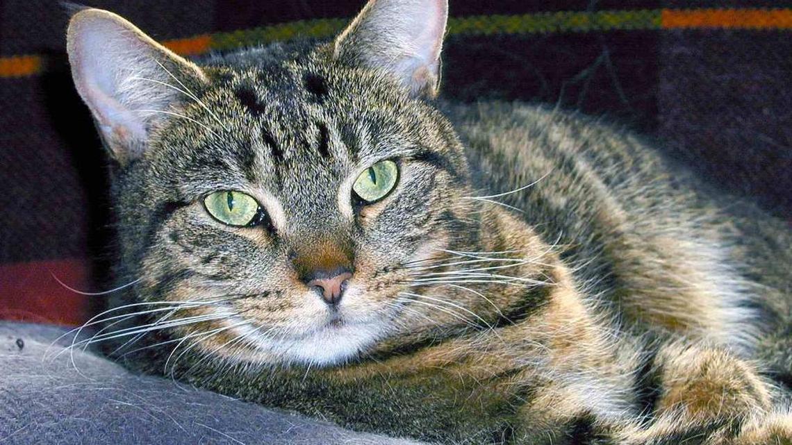 What God says about how we should treat animals