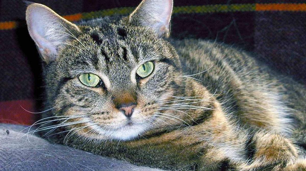 In Genesis, we see that God assigns to human beings the stewardship for the animal world.