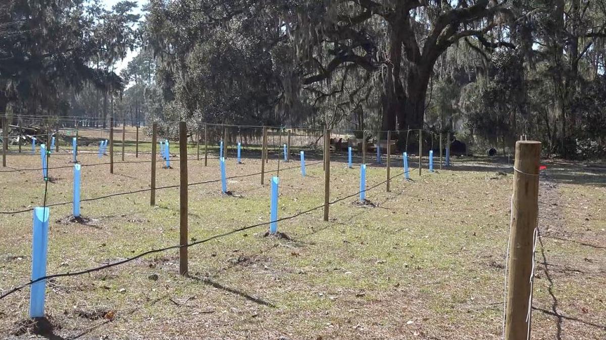 Vineyards take root at the Bloody Point Lighthouse. The scuppernog grapes will be used to make wine at the Silver Dew Winery. The site will also include indigo plants and Carolina Gold rice plants.