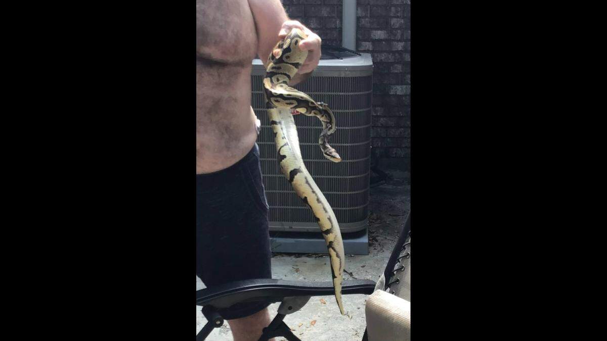 David Pickel and Melanie Reiner of Beaufort found this ball python on their patio Sunday.