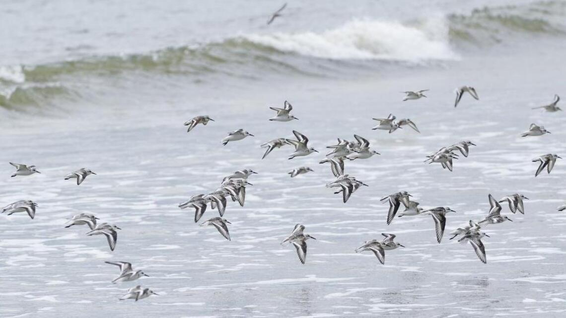 Local birder urges beacher-goers to honor shore birds need for space to nest in peace