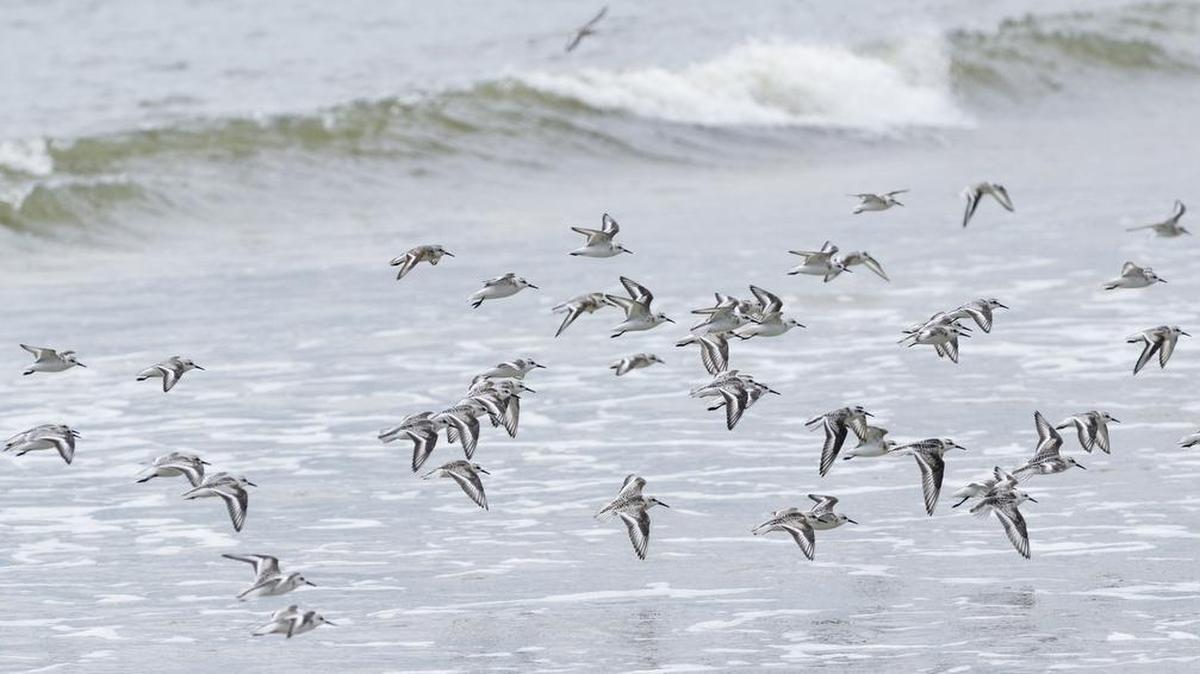 A flock of shore birds takes wing over the beach of Bay Point Island on Sept. 22, 2016.