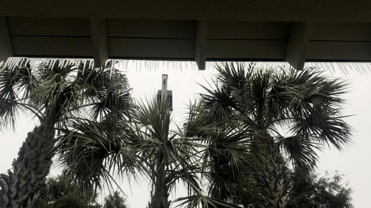 Ice on Palm Trees, as seen on Wednesday Jan. 3, 2018.