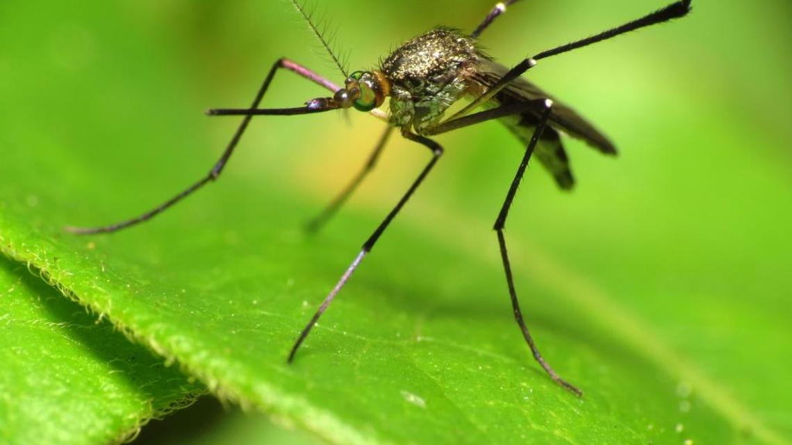 Got bug problems, Lowcountry? 8 things you need to know about bug spray this summer