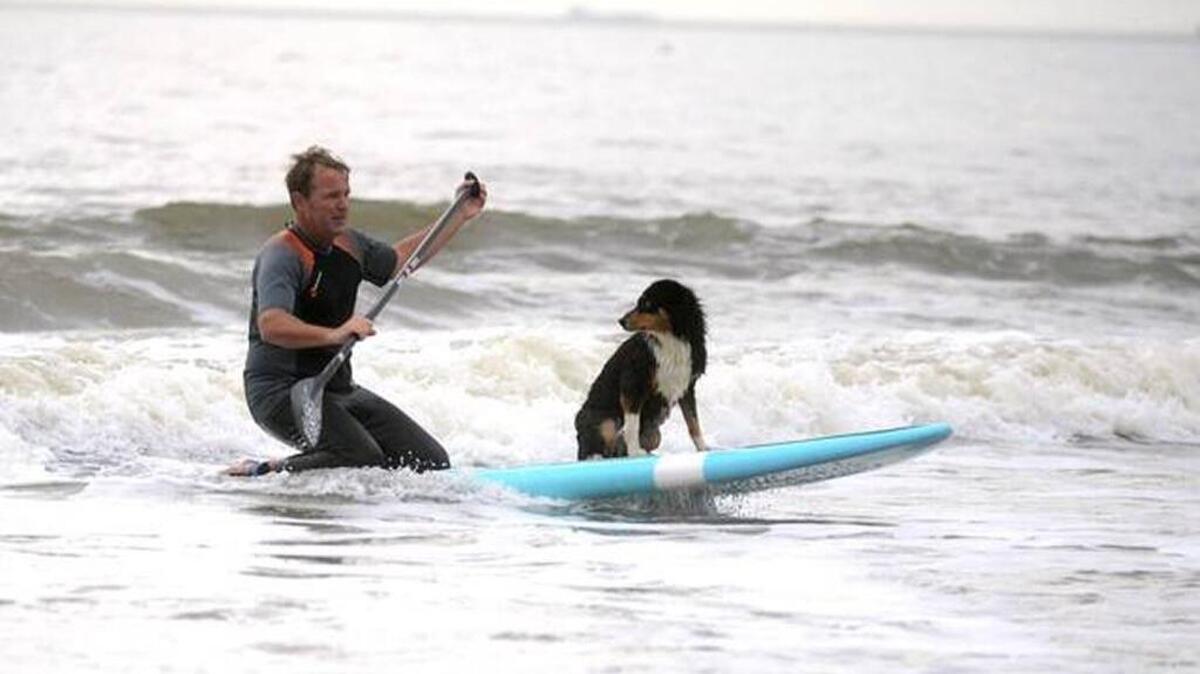 Scott Adams, of Hilton Head Island, paddleboards with his 8-year-old dog Maggie at Coligny Beach in December 2015, on Hilton Head. Adams, who comes out every day to paddleboard with Maggie says, “she has to get her exercise somehow.”