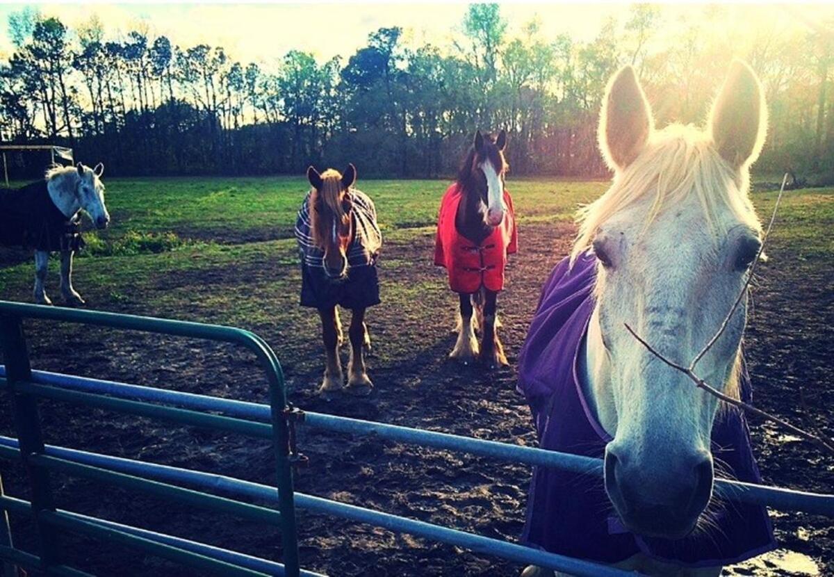 Horses from Sea Island Carriage Company are pictured Friday.