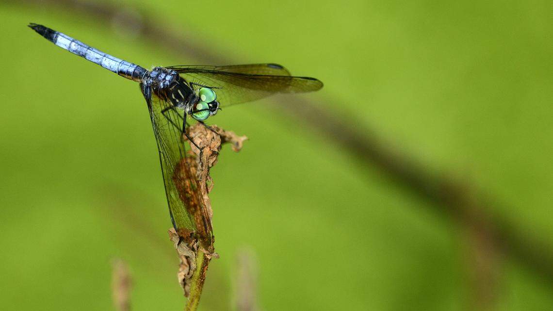 A dragonfly rests on a dried leaf Sept. 15, 2014, at the Cypress Wetlands in the town of Port Royal. For more photo features, visit bit.ly/feature-photos