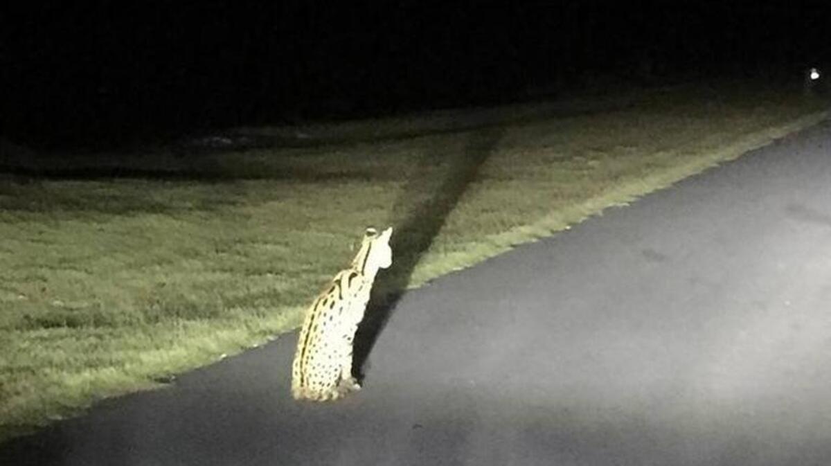 The owner of a missing serval cat says pictures posted to Facebook Friday of a large cat in Palmetto Bluff or her cat.