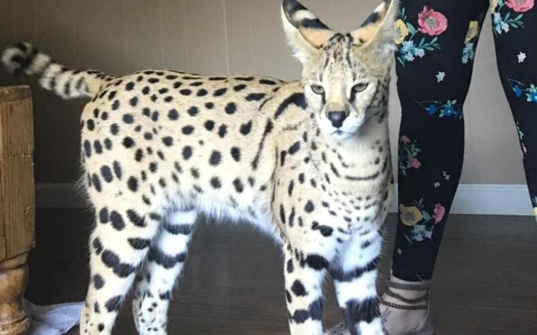 Toby the 45-pound serval cat was reported missing from a home in Hardeeville.