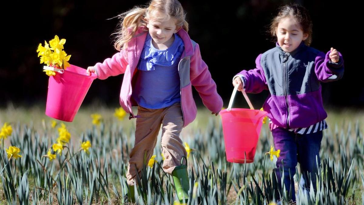 In this file photo, Kensey Kaney, left, and her friend, Luna Rangel, both of Bluffton, run in pursuit of daffodils at the U Pick Daffodils field.