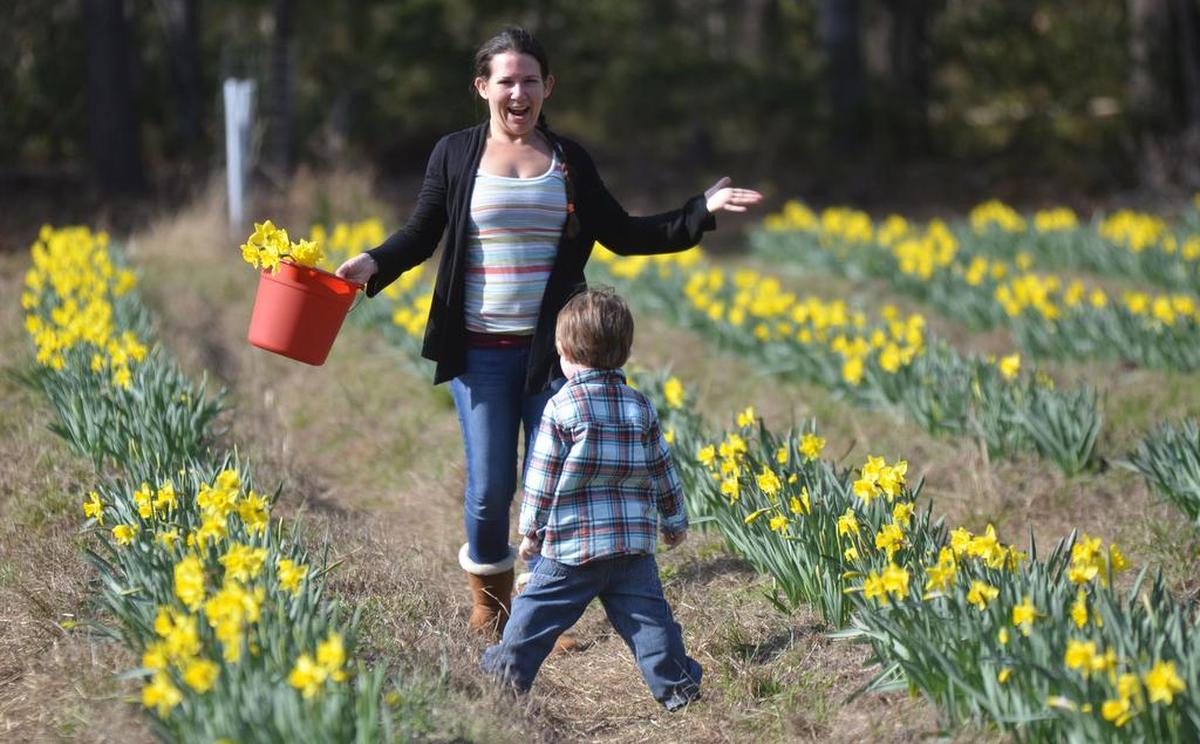 A visit to U Pick Daffodils is an annual rite for many in Beaufort County.