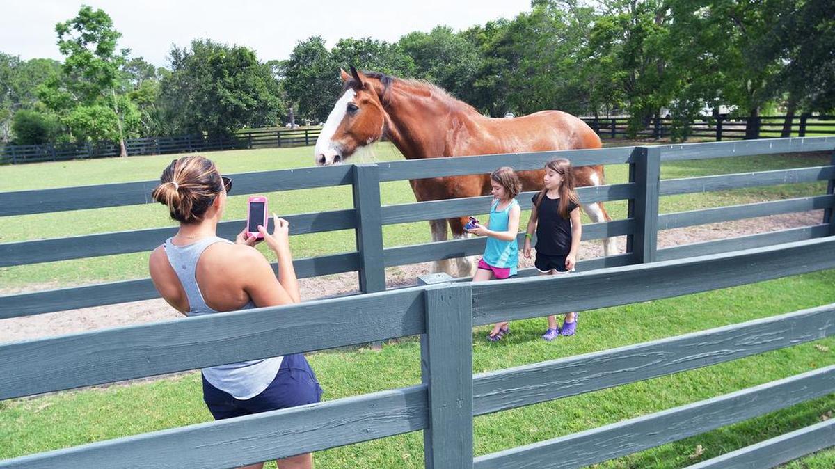 Visitors meet Lawton Stables "mascot" Harley the Clydesdale on June 5. This week, stable client Natalie Lieberman launched an online petition to encourage Sea Pines Resort to choose another location other than the stables for the relocation of tennis courts as part of a proposed expansion project at The Inn & Club at Harbour Town.