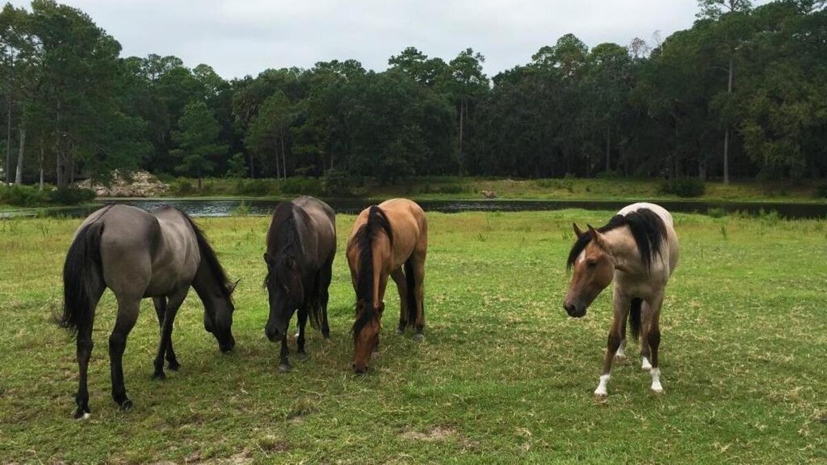 The Daufuskie Marsh Tacky Society is hosting its second annual Barn Raiser event from 3 to 6 p.m. Sunday.