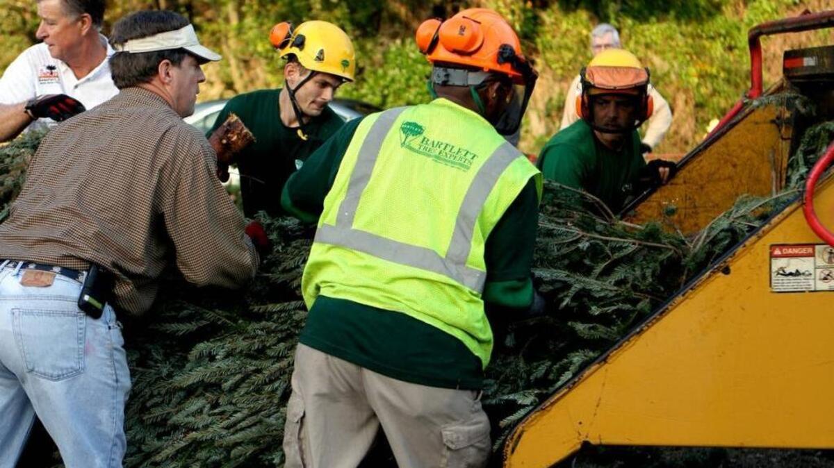 In this file photo, workers feed Christmas trees into a wood chipper on Lady's Island. Instead of turning Christmas trees into mulch, trees will be placed in yard-waste disposal bins to be converted to biomass fuel.