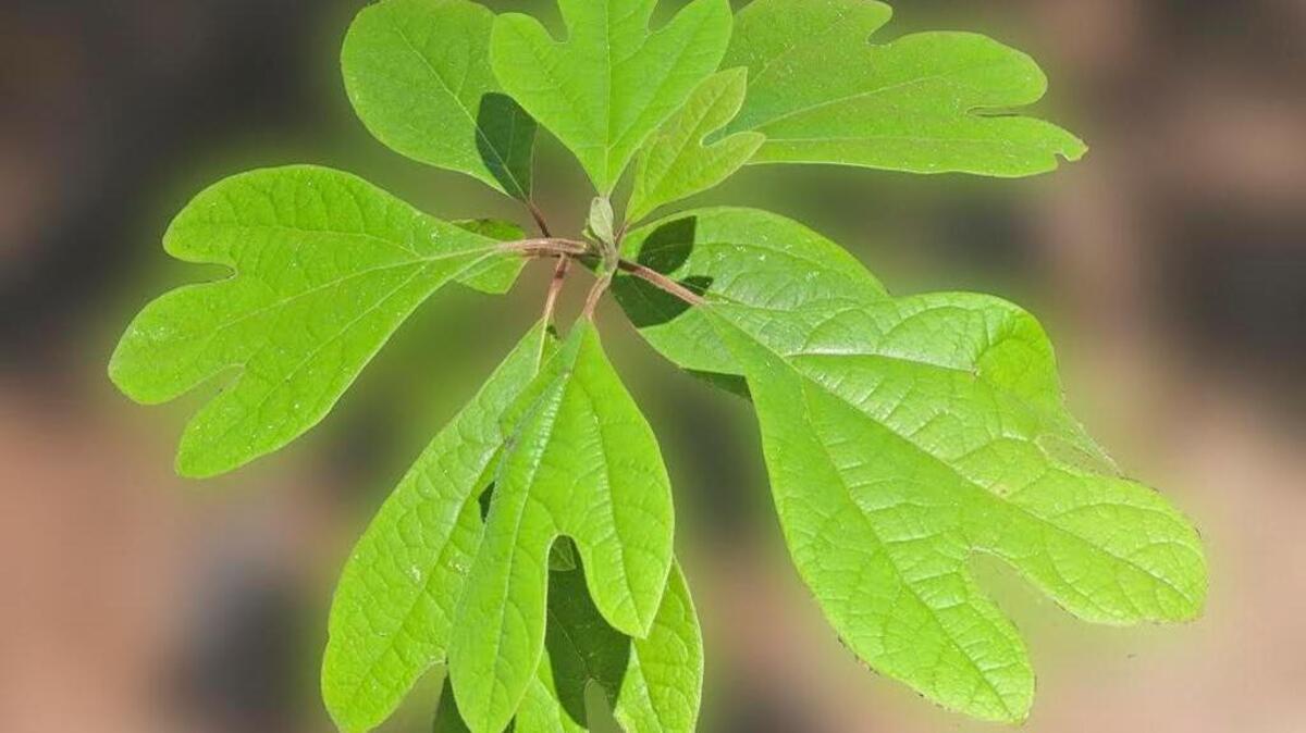 The leaves of the sassafras tree.