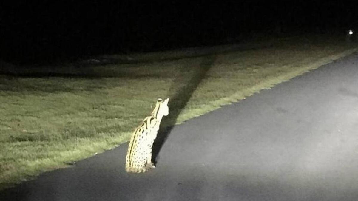 “My cat is a survivor”: Owner says Lowcountry’s long-lost exotic pet is home, healing