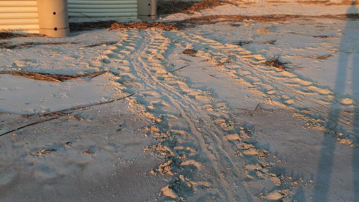 A track marks show how a nesting sea turtle made its way out of the ocean but turned around after hitting the wave dissipation system in May 2016 on Harbor Island.