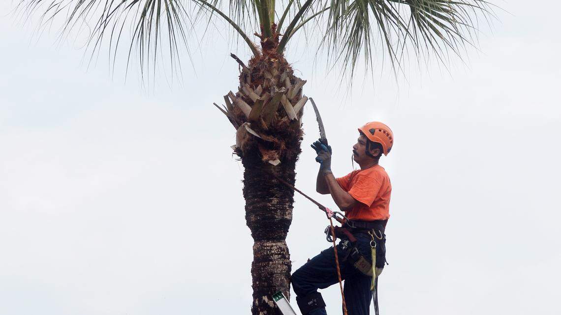 Dominion Energy is cutting down nearly 1,000 Palmetto trees on Edisto Beach. Why so many?