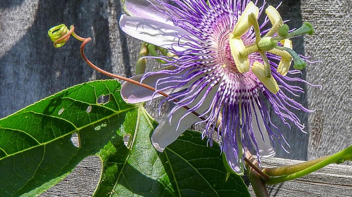 Purple passionflower has an intricate and unusual structure.