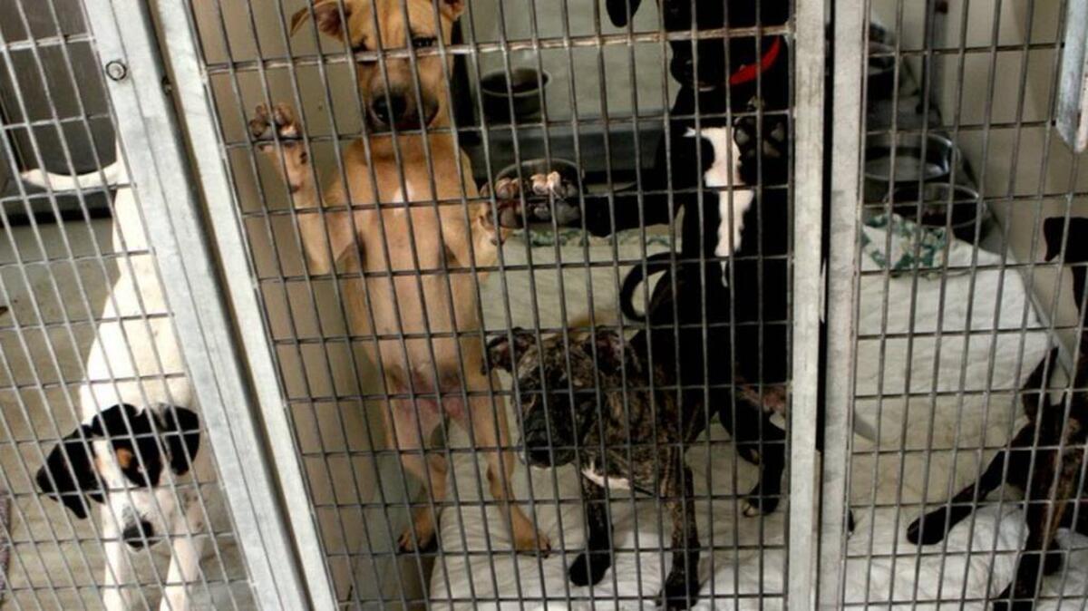 The Beaufort County Animal Shelter is one of several locations holding low-cost rabies clinics in April.