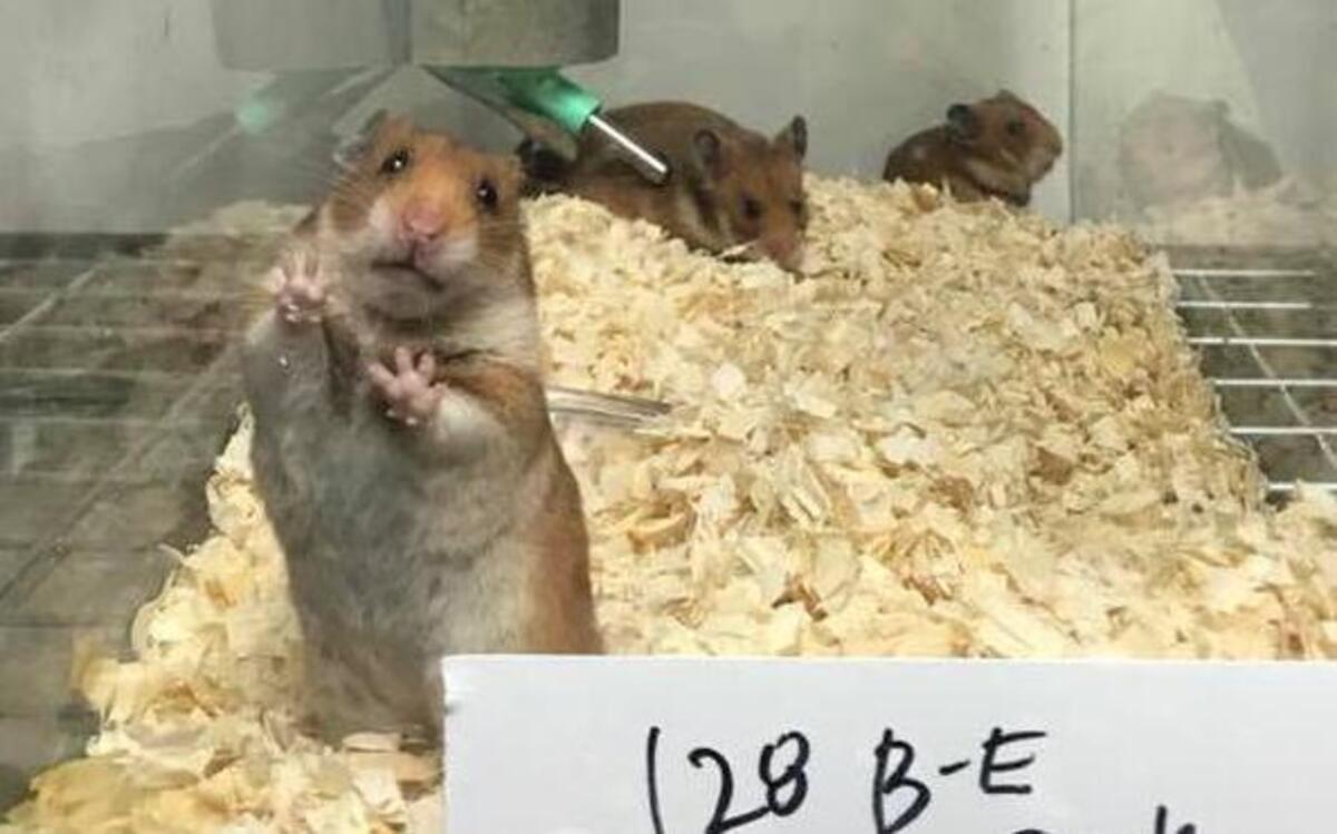 The last hamsters, rats, mice and Guinea pigs confiscated from Roy’s Aquarium are on the road for adoption sponsored by the ASPCA and their partners according to a Beaufort County Animal Services Facebook post Friday morning.
