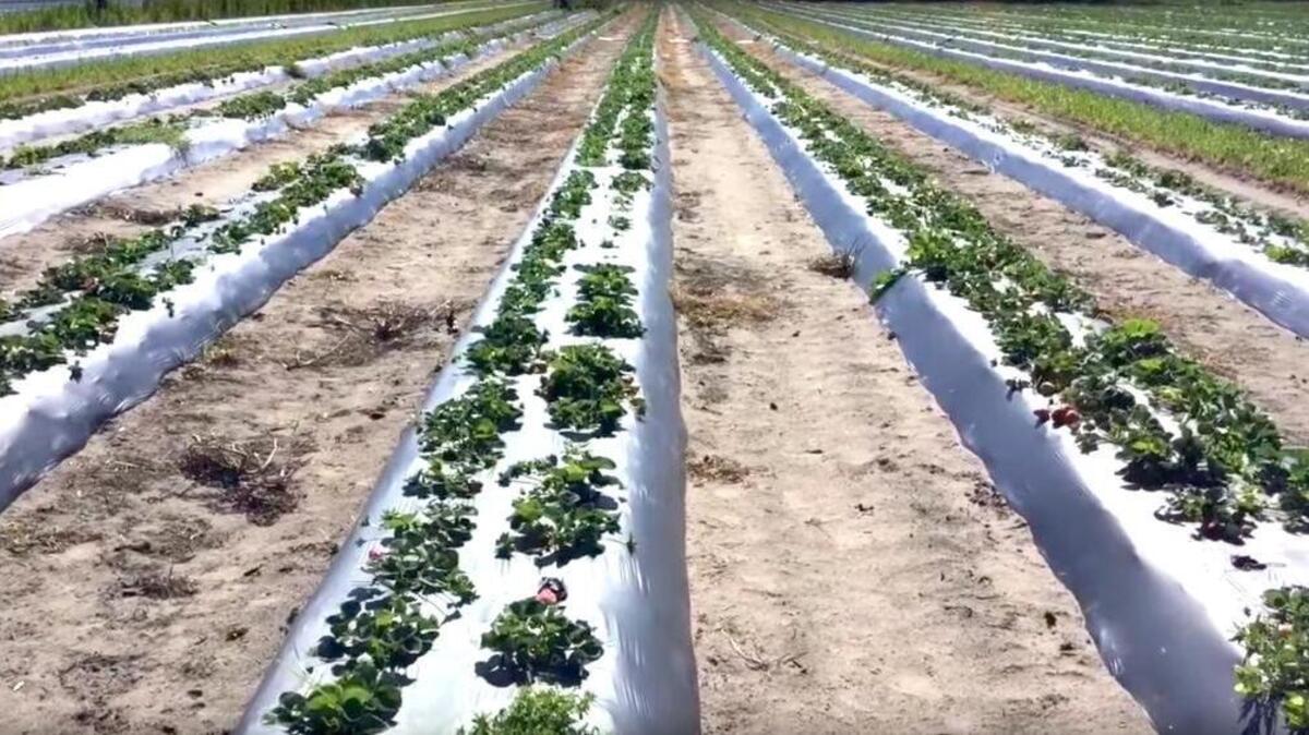 Rows of strawberries thrive March 15, 2017, at Dempsey Farms on St. Helena Island. Efforts to save the crop from a harsh freeze the next morning failed, and the crop will need to be replanted, according to a farm announcement.