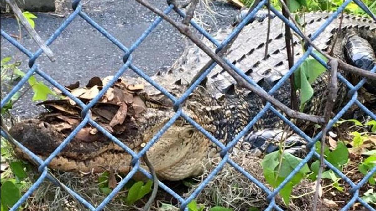 This 5-foot gator greeted firefighters arriving at the station Sunday morning.