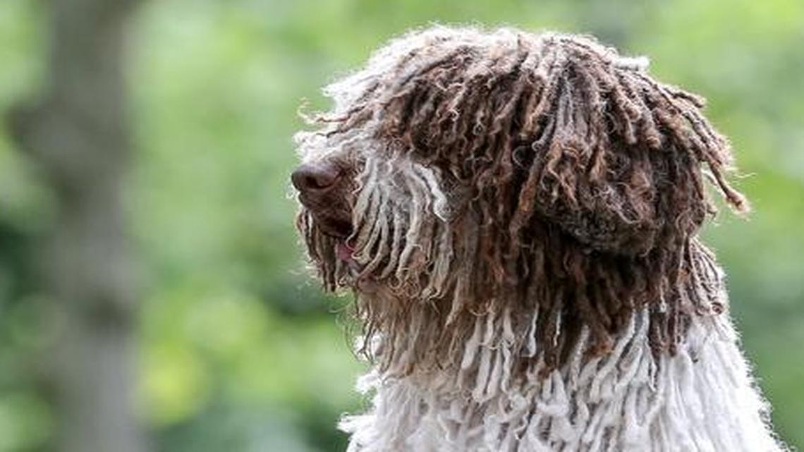 Dogs compete for honor, points and a shot at Westminster at HHI Kennel Club Dog Show