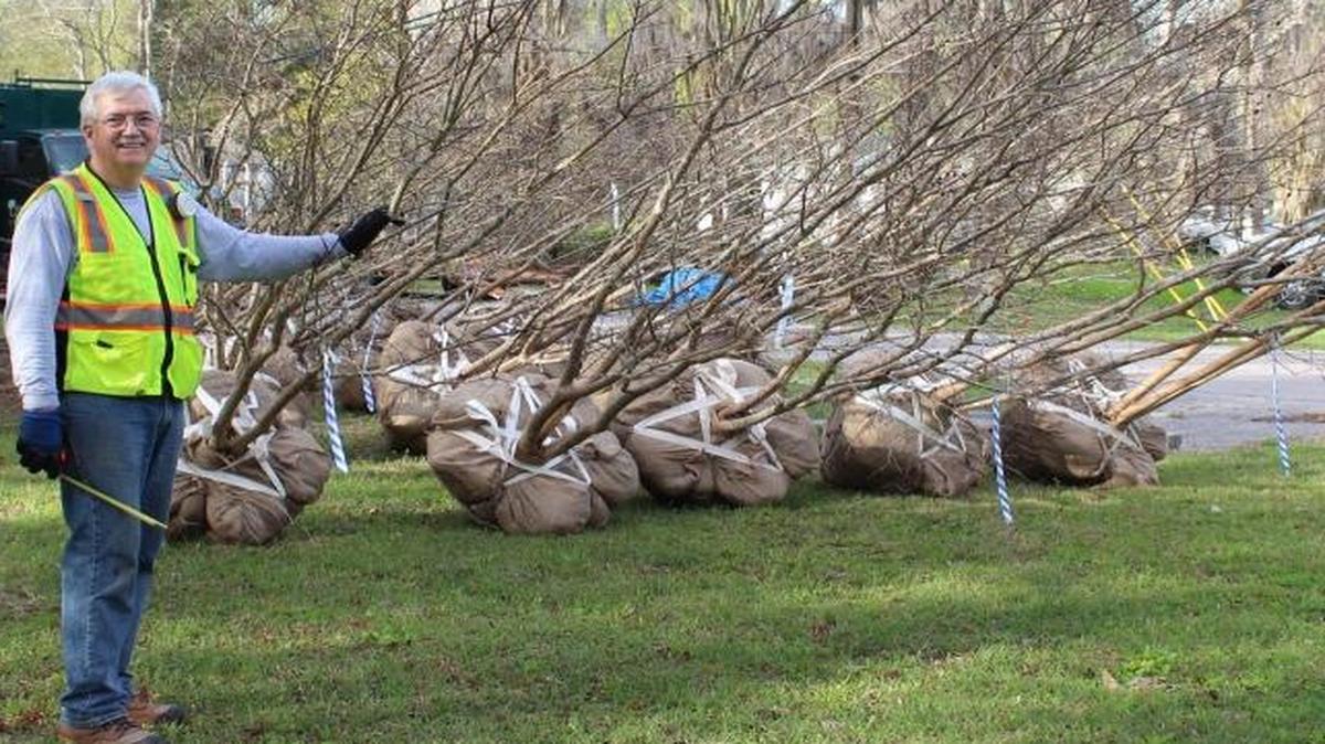 Michael Murphy, chairman of Keep Beaufort County Beautiful, stands with a group of crape myrtle trees volunteers later planted along Depot Road in Beaufort.