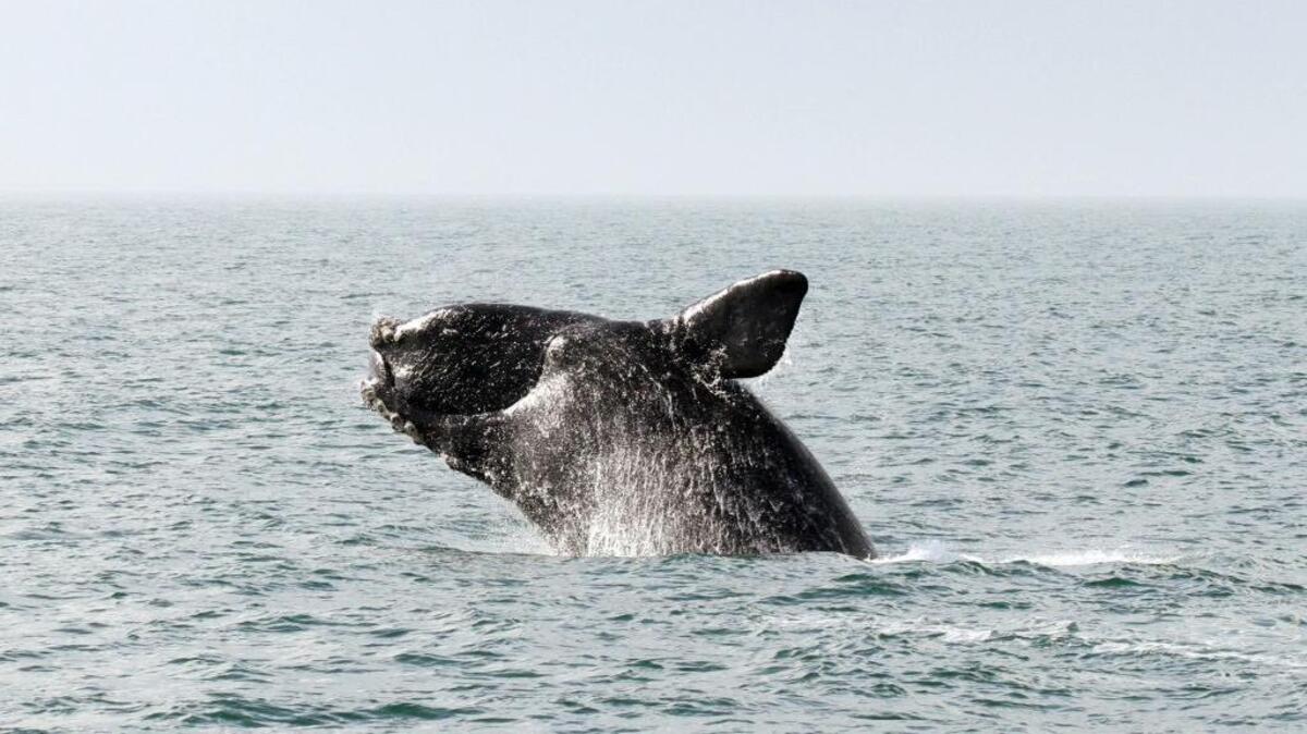 The North Atlantic right whale is among the species that could be affected by seismic testing off the Atlantic coast. Beaufort Mayor Billy Keyserling is among those opposing federal permits that would allow seismic testing companies to harass marine life as an unintentional byproduct of their process.