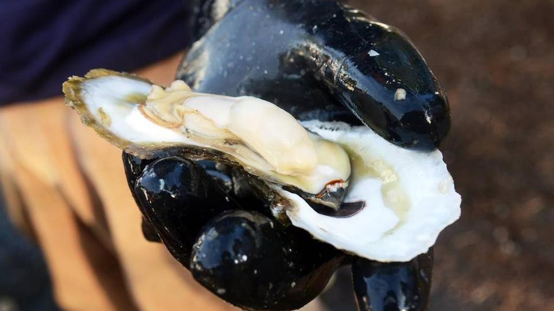 Want to harvest South Carolina oysters? Here’s when you can and how to avoid fines