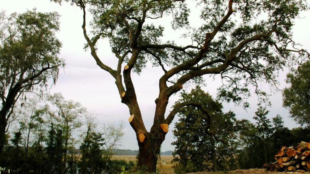 A live oak near the Boundary Street project work has been pruned and is expected to be saved.