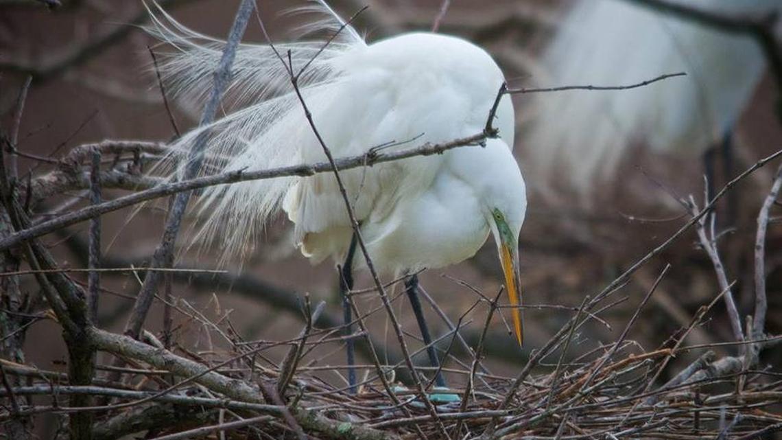 ‘This is breathtaking.’ Here’s why birds (and visitors) love Port Royal’s downtown rookery