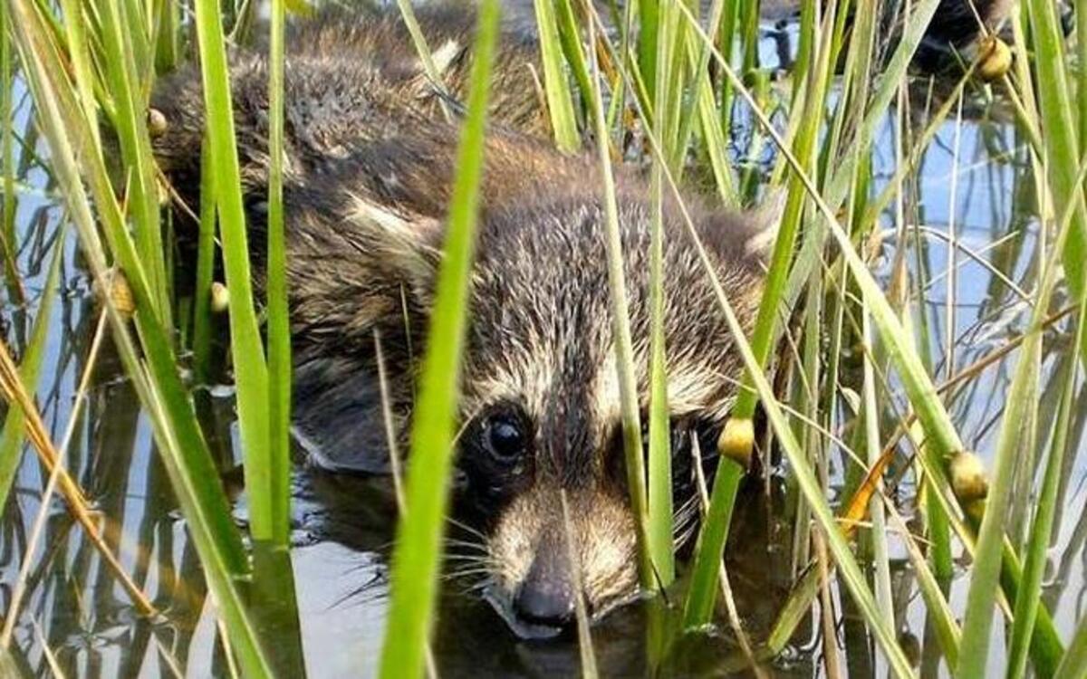 Wild animals displaced during the storm could carry rabies, DHEC warns.
