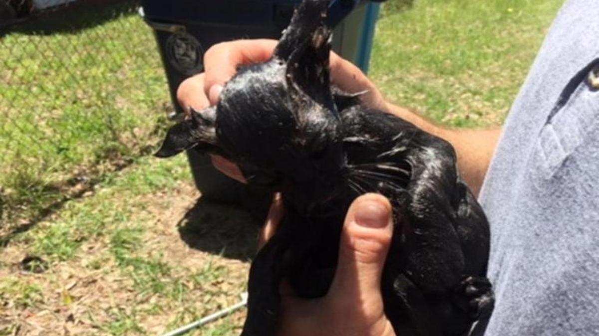 This tiny kitten was rescued Saturday after first responders with Beaufort County Animal Control and Services and the City of Beaufort Fire Department came with an innovative solution.