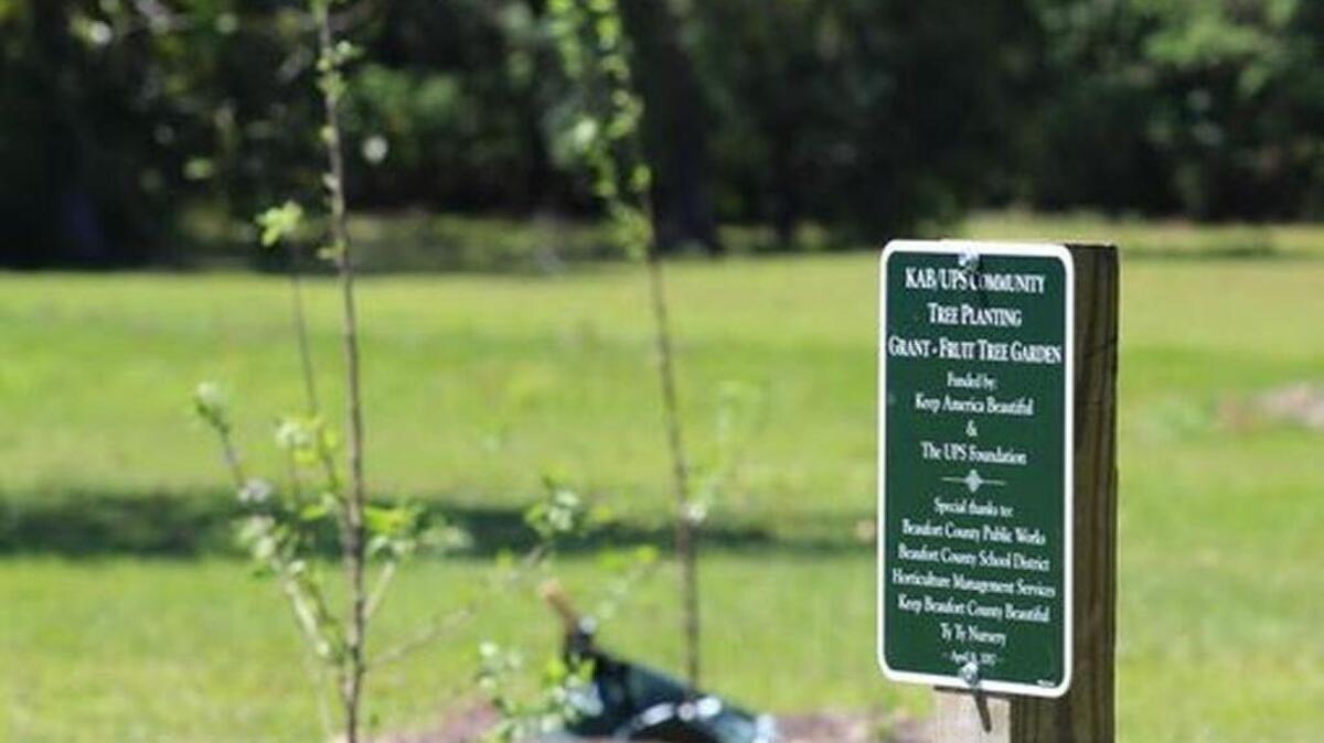 Local students, with assistance from Beaufort County staff, recently planted fruit tree gardens at James J. Davis Early Childhood Center, St. Helena Elementary and Whale Branch Elementary.