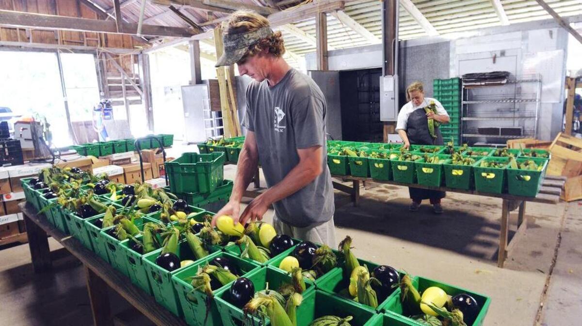 Rest Park Farm’s Ashby West and employee Mary Batista prepare weekly baskets of produce for distribution to the farm's Community Supported Agriculture customers in Beaufort, Hilton Head and Bluffton on Tuesday at the farm in Seabrook. Rest Park Farm recently announced in a Facebook post to its customers that it would be going out of business at the end of the season.