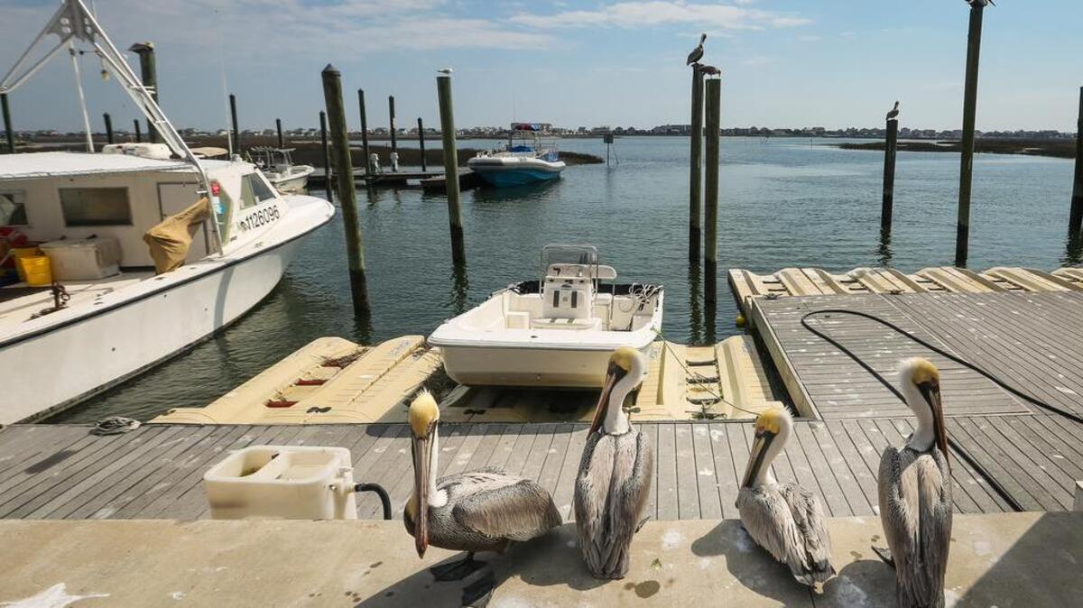 Pelicans sit on a dock in Georgetown County, near where off-coast drilling could potentially happen.With a decision expected soon, opponents of drilling are hopeful the federal government will drop the plan.