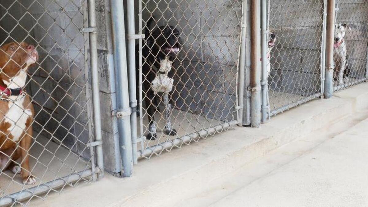 Of the slightly more than 100 dogs currently at the Beaufort County Animal Shelter, almost 90 percent of them at pit bulls or pit mixes as their reputation as a dangerous dog and restrictions on the breed make them difficult to adopt out.