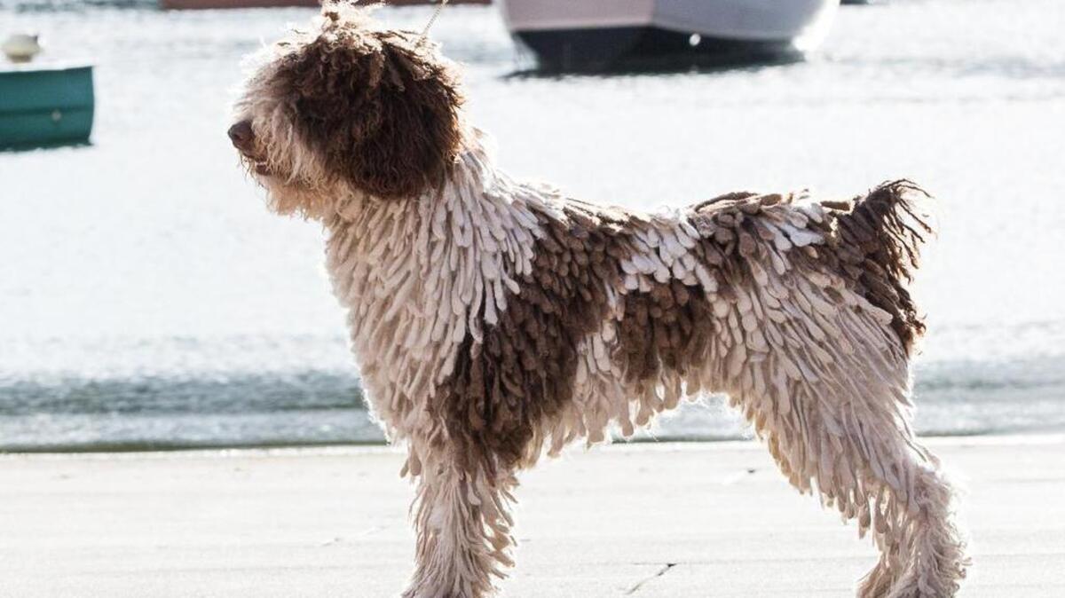 Jango, a Spanish water dog owned by Faith Ott, of Fripp Island, and Janet Rahn, of Ridgeland. Jango is the National Specialty Best of Breed winner, Multiple Group winner and Grand Champion - the top Spanish water dog in the history of the American Kennel Club. He competed in — and won — in the newly recognized breed's inaugural best-of competition at the 140th Annual Westminster Kennel Club All Breed Dog Show in New York on Feb. 15.
