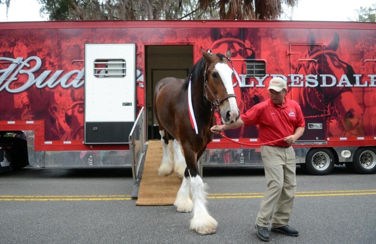 Chuck, a Budweiser Clydesdale horse, is led off his trailer by a handler on March 13, 2015, before a parade down Calhoun Street in Bluffton.